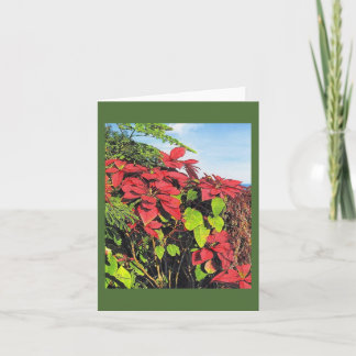 Paul McGehee "Poinsettias" Card