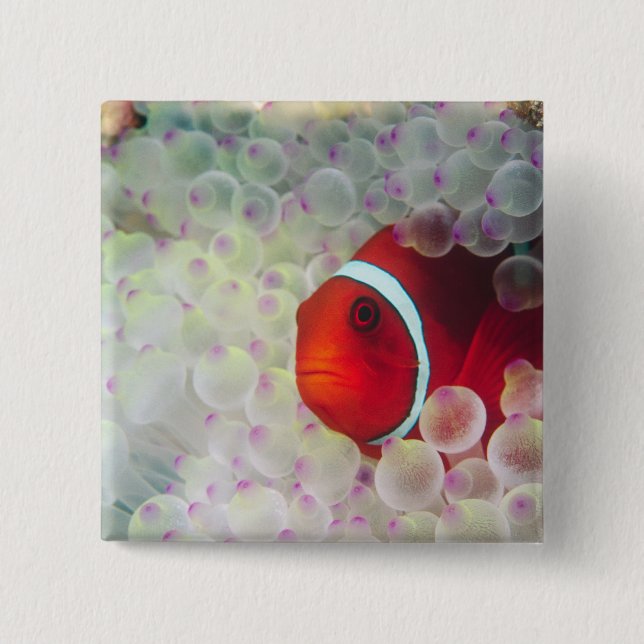 Paupau New Guinea, Great Barrier Reef, 15 Cm Square Badge (Front)