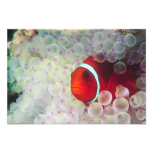 Paupau New Guinea, Great Barrier Reef, Photo Print