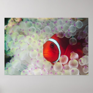 Paupau New Guinea, Great Barrier Reef, Poster