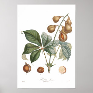 Pavia, red buckeye poster