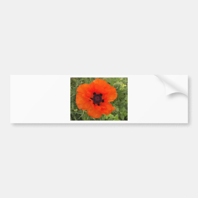 pavot bumper sticker (Front)