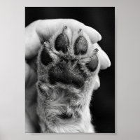 Paw Photo Custom 5 by 7 Photo Pet Keepsake