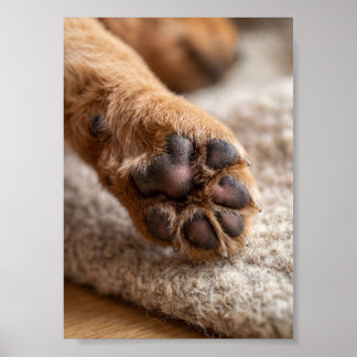 Paw Photo Custom 5 by 7 Photo Pet Keepsake Poster