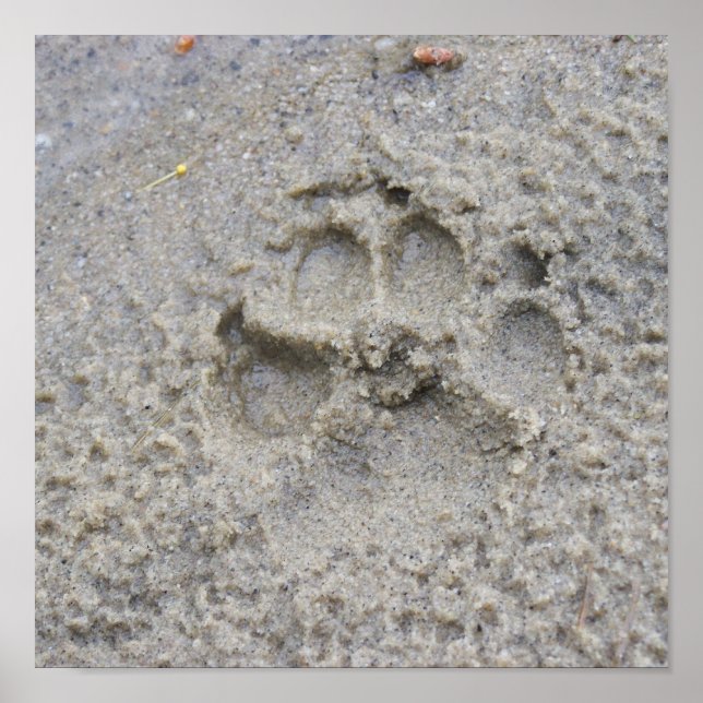 Paw Print In The Sand (Front)