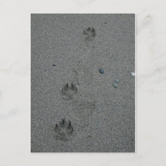 Paw Prints in the Sand Postcard