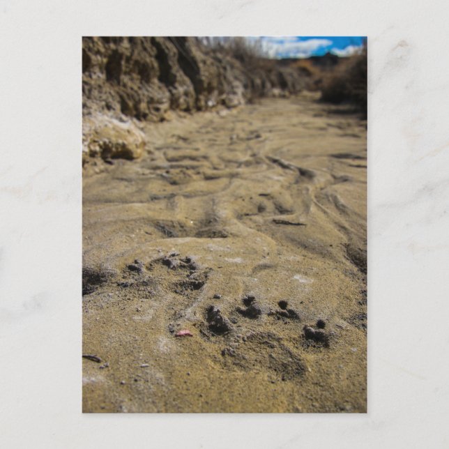 paw prints postcard (Front)