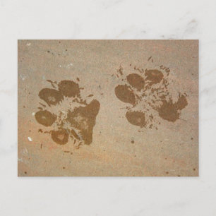 Paw Prints Postcards
