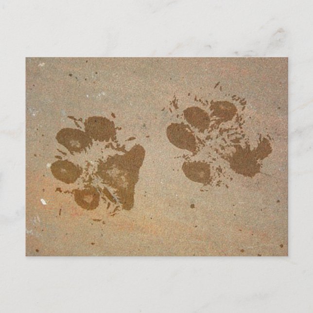 Paw Prints Postcards (Front)