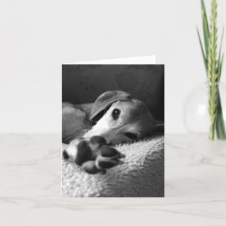 Paw Sammy Card