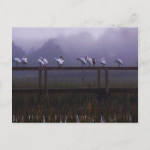 Pawleys Island Foggy Morning Post Card