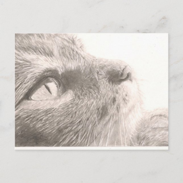 Paws For Thought Postcard (Front)