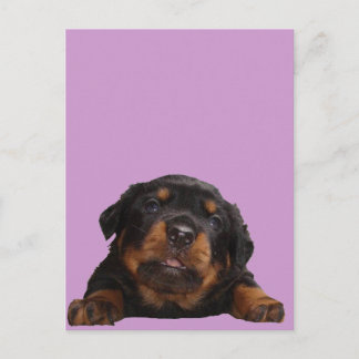 Paws For Thought Postcard