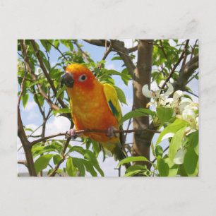 Paws Here Postcard "Olivia"