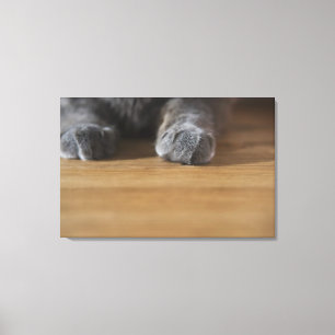 Paws of cat canvas print