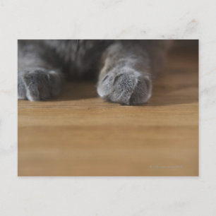 Paws of cat postcard