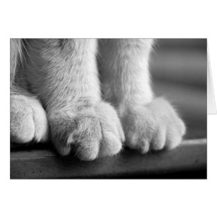 Paws of Legend
