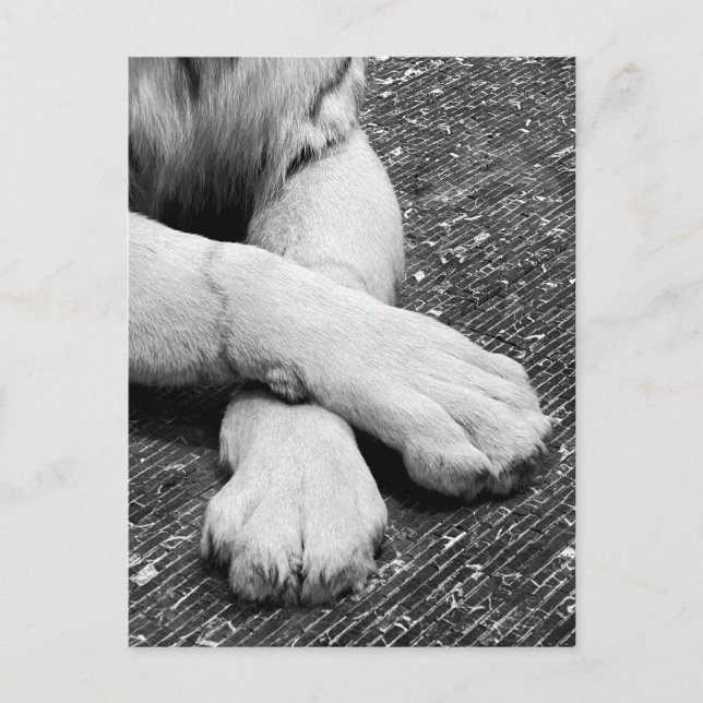 Paws Postcard (Front)