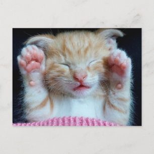 Paws up Kitty Postcard