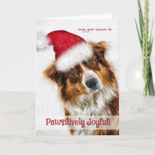 Pawsitively Joyful Australian Shepherd Santa Holiday Card