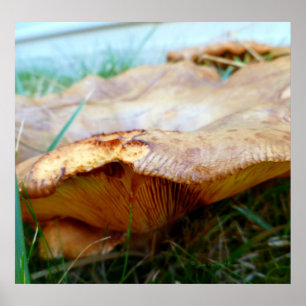 Paxillus involutus poster
