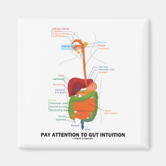 Pay Attention To Gut Intuition (Digestive System) Magnet