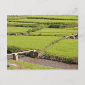 Paysage de rizières à Madagascar Postcard
