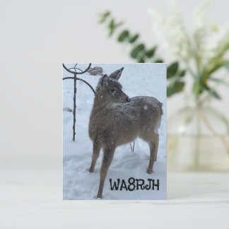 PC winter baby deer Ham Op amateur radio qsl card 