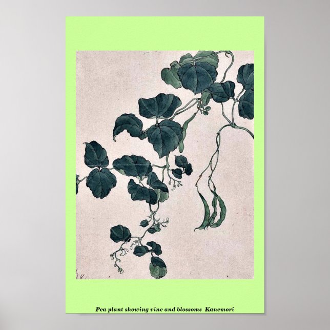 Pea plant showing vine and blossoms  Kanemori Poster (Front)