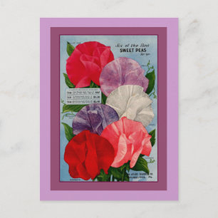 Pea Plant Vintage Seed Packet Art Postcard