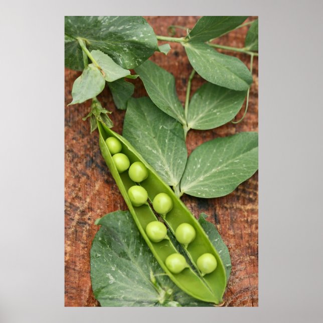 Pea Pod Poster (Front)