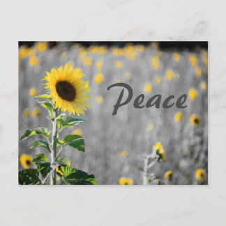 "Peace" Field of Sunflowers, Black & White Postcard