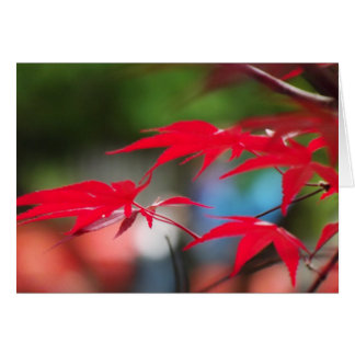 Peace from the Leaves