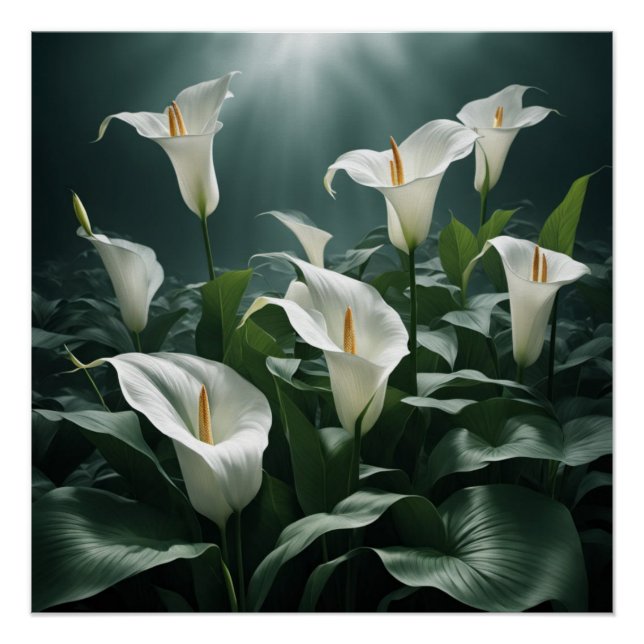 peace lilies poster (Front)