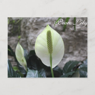 Peace Lily # 3 Postcard