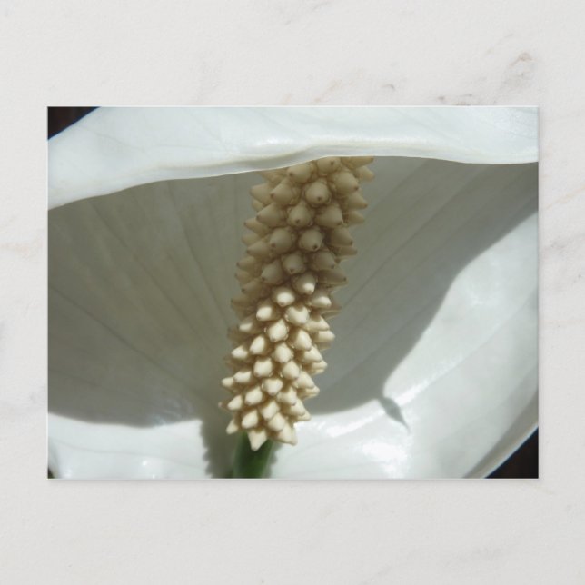 Peace Lily Elegant White Floral Postcard (Front)