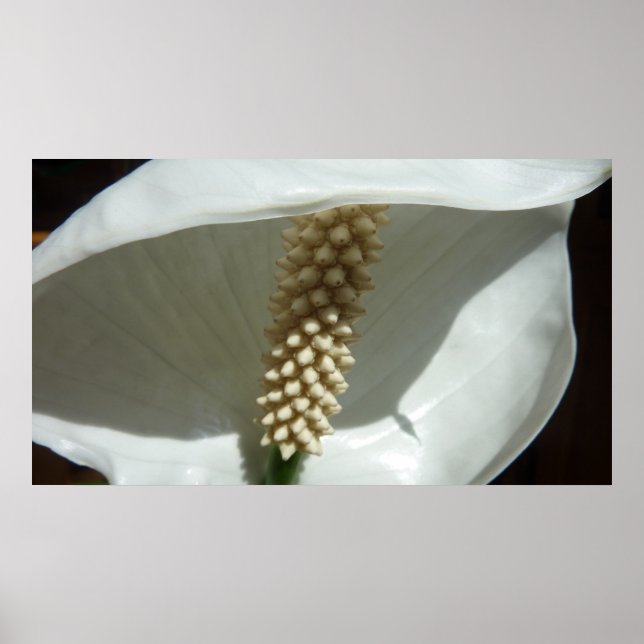 Peace Lily Elegant White Floral Poster (Front)