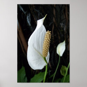Peace Lily Floral  Photograph Poster