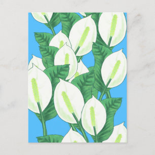 Peace Lily Illustration Postcard