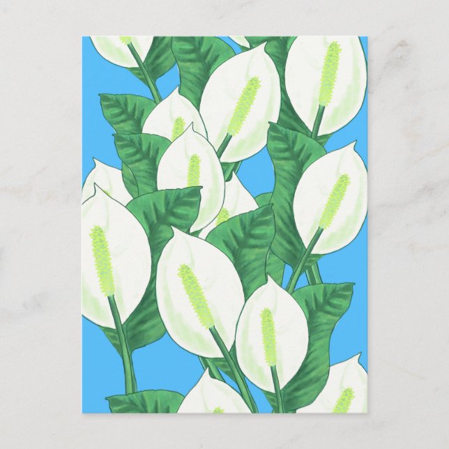 Peace Lily Illustration Postcard (Front)
