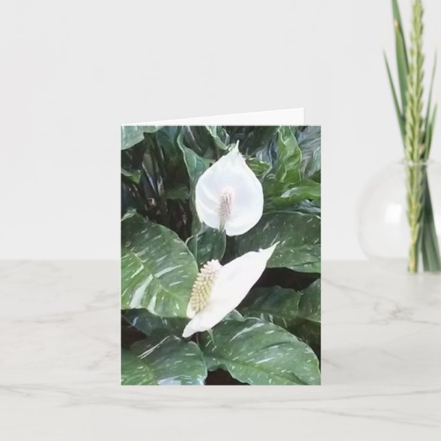 Peace Lily Photo Folded Note Card (Front)