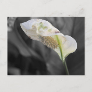 Peace Lily - Selective Colour Postcard