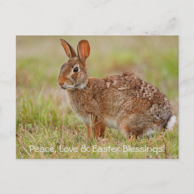 Peace, Love & Easter Blessings! Postcard (Front)