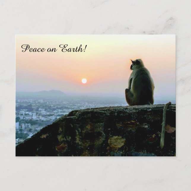 Peace on Earth Meditation Monkey India Sunset Postcard (Front)