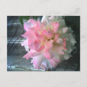peace postcard