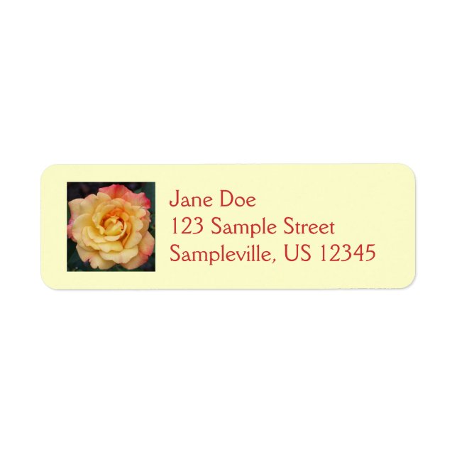 Peace Rose Beautiful Pink and Yellow Floral (Front)