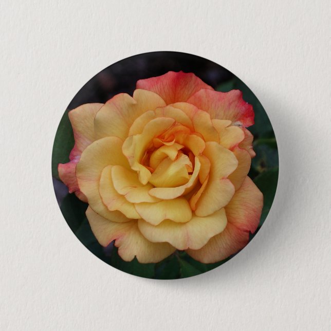 Peace Rose Beautiful Pink and Yellow Floral 6 Cm Round Badge (Front)