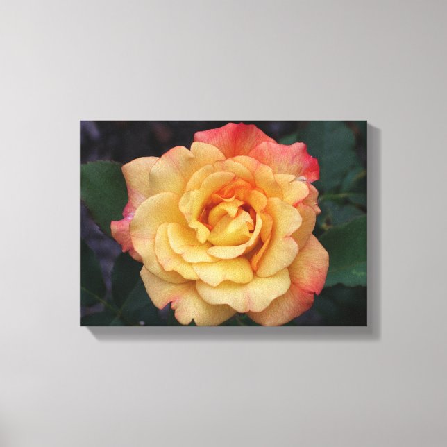 Peace Rose Beautiful Pink and Yellow Floral Canvas Print (Front)