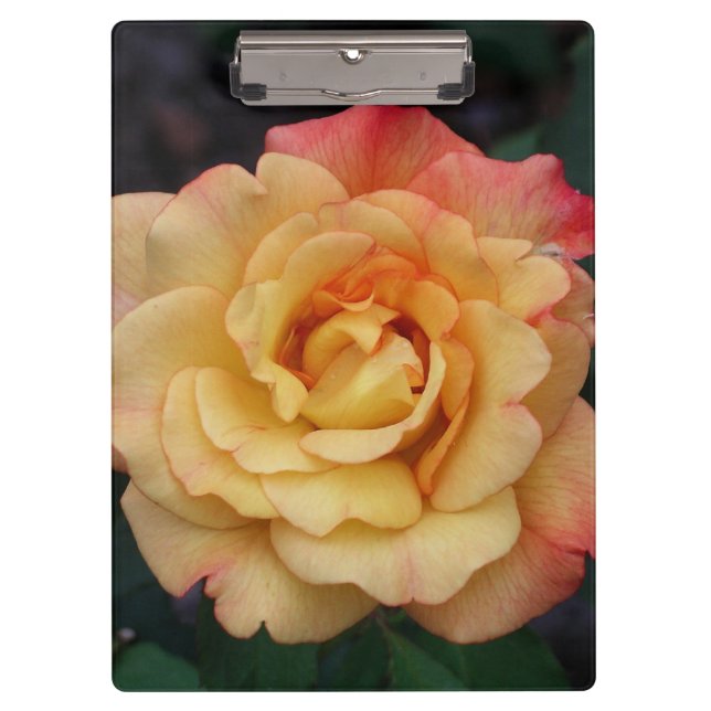 Peace Rose Beautiful Pink and Yellow Floral Clipboard (Front)