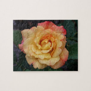 Peace Rose Beautiful Pink and Yellow Floral Jigsaw Puzzle